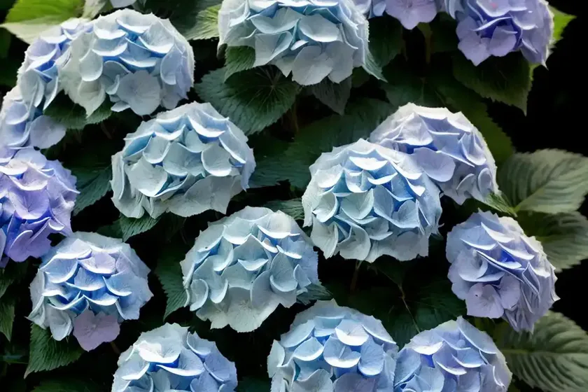 Bigleaf Hydrangea (Hydrangea Macrophylla ‘Blaumeise’ BLUE TITMOUSE) — photo 3