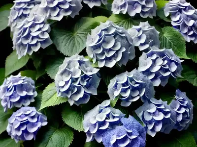 Bigleaf Hydrangea (Hydrangea Macrophylla ‘Blaumeise’ BLUE TITMOUSE)