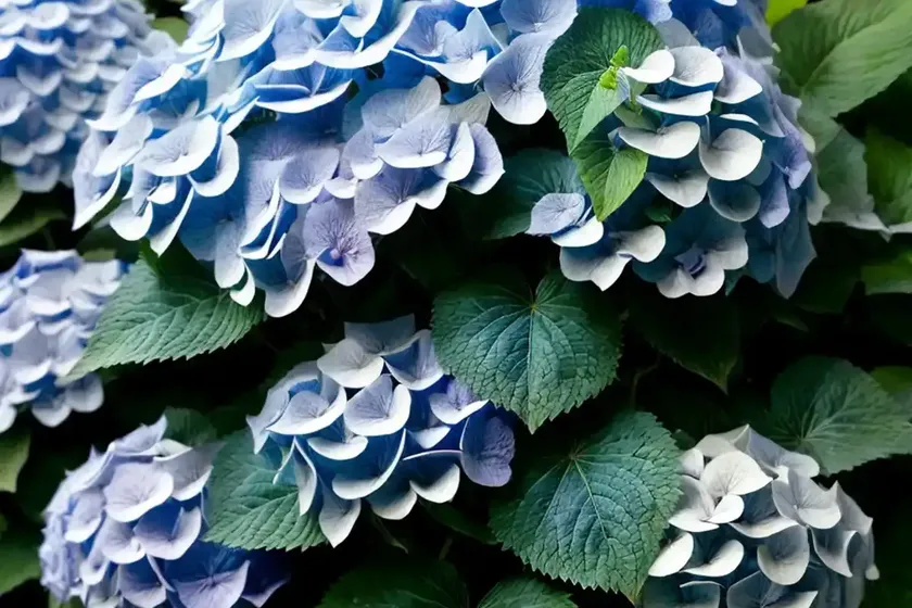 Bigleaf hydrangea (hydrangea macrophylla ‘decatur blue’) — photo 2