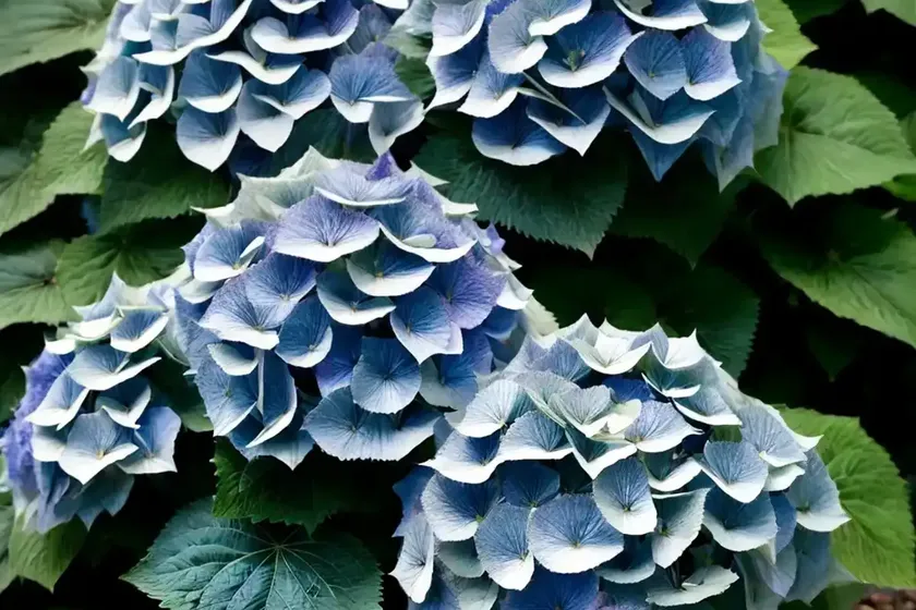 Bigleaf hydrangea (hydrangea macrophylla ‘decatur blue’) — photo 3
