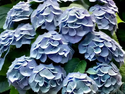 Bigleaf Hydrangea (Hydrangea Macrophylla ‘Decatur Blue’)