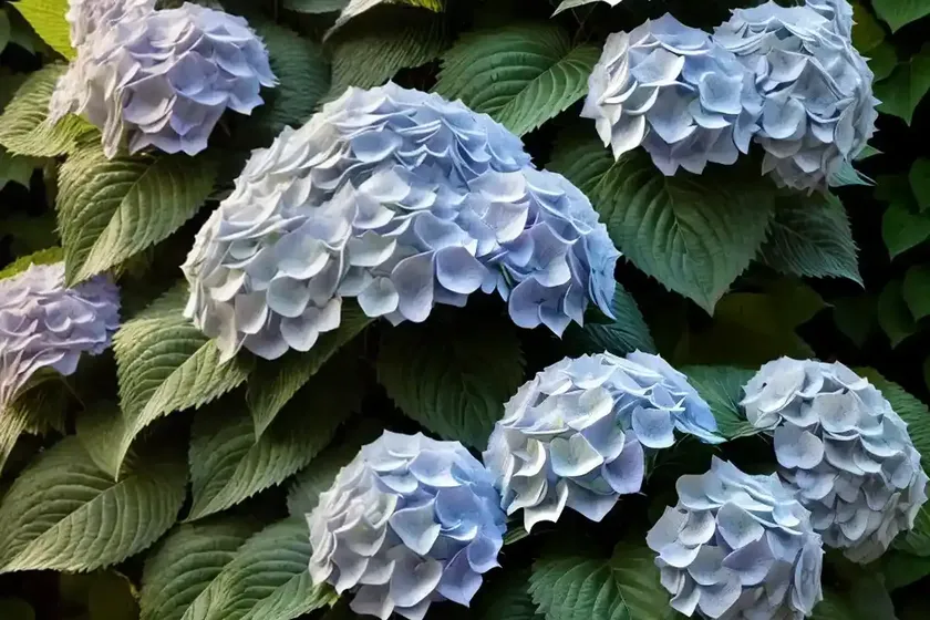 Bigleaf hydrangea (hydrangea macrophylla ‘fasan’ pheasant) — photo 2