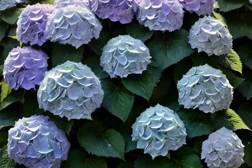 Bigleaf hydrangea (hydrangea macrophylla ‘fasan’ pheasant) — photo 3