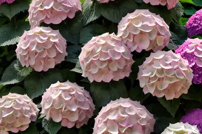 Bigleaf hydrangea (hydrangea macrophylla ‘forever pink’) — photo 2