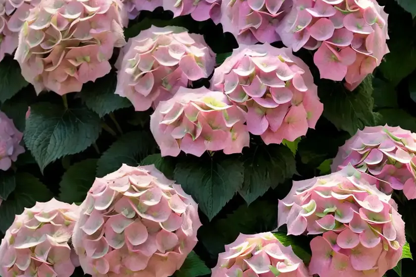Bigleaf hydrangea (hydrangea macrophylla ‘forever pink’) — photo 3