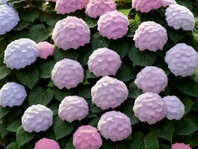 Bigleaf Hydrangea (Hydrangea Macrophylla ‘Forever Pink’)