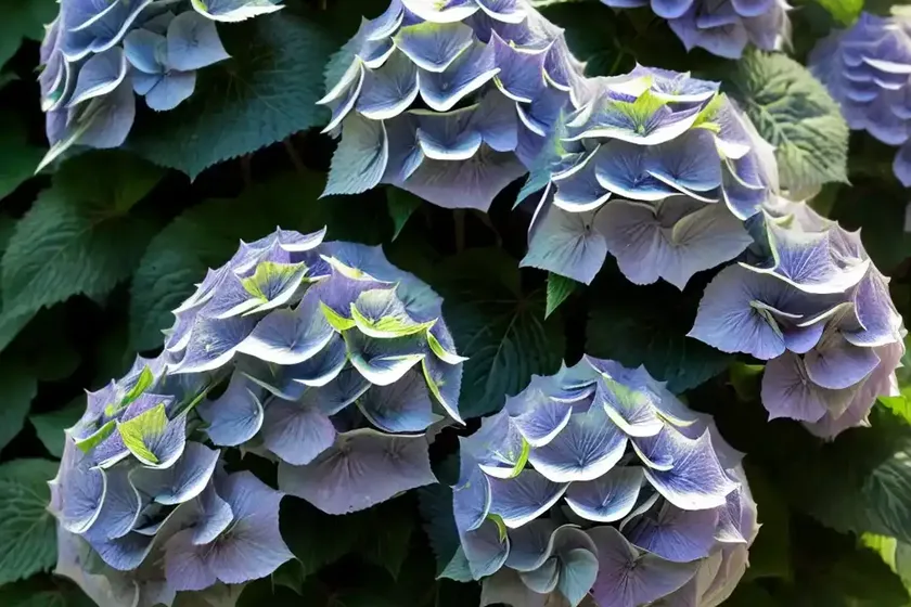 Bigleaf hydrangea (hydrangea macrophylla ‘hokomarevo’ everlasting revolution) — photo 2
