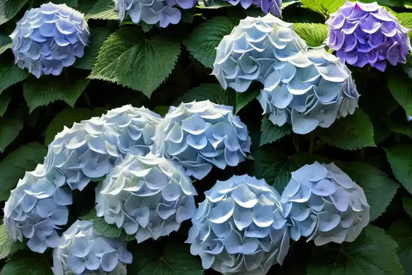 Bigleaf hydrangea (hydrangea macrophylla ‘hokomarevo’ everlasting revolution) — photo 3