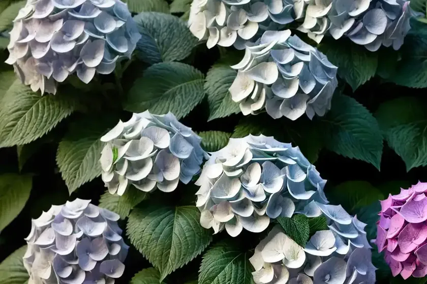 Bigleaf hydrangea (hydrangea macrophylla ‘hokomarevo’ everlasting revolution)