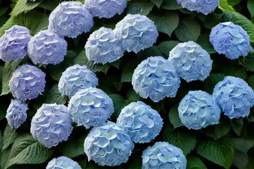 Bigleaf hydrangea (hydrangea macrophylla ‘kompeito’ star gazer) — photo 3