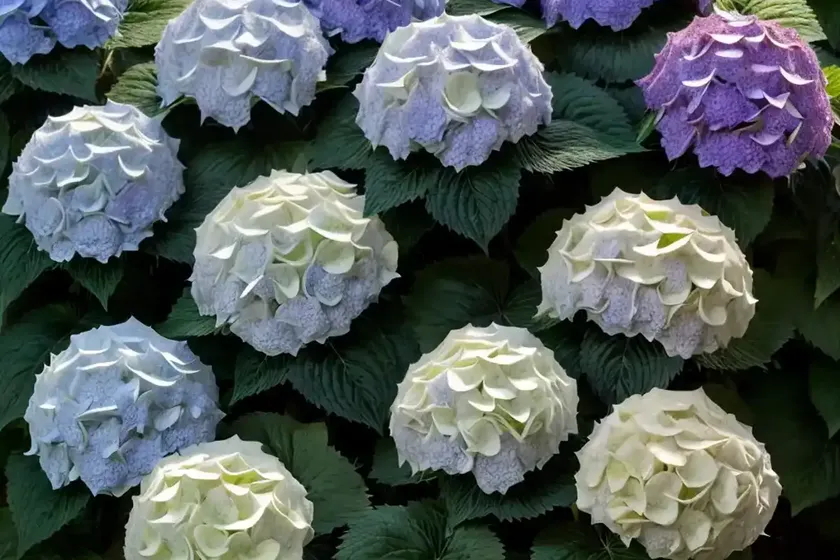 Bigleaf hydrangea (hydrangea macrophylla ‘penny mac’) — photo 2