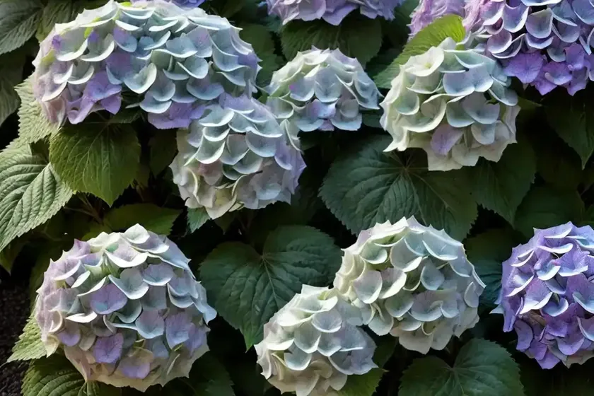 Bigleaf hydrangea (hydrangea macrophylla ‘penny mac’) — photo 3