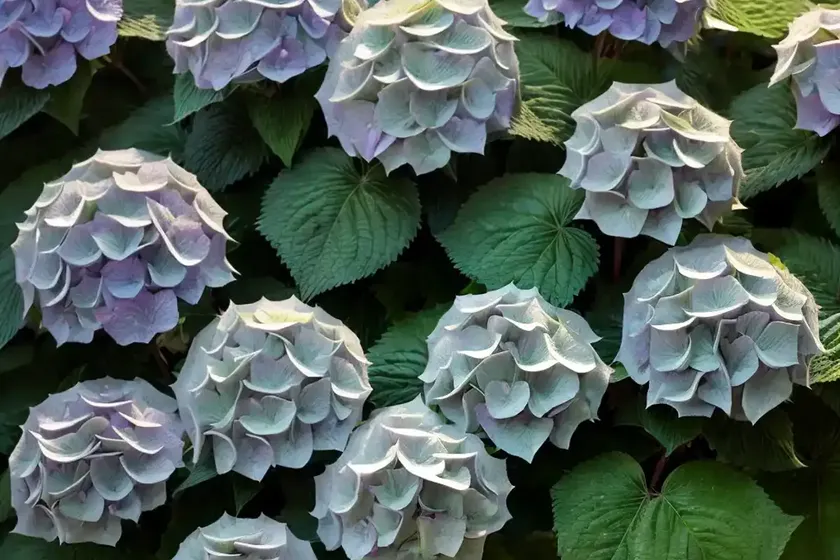 Bigleaf hydrangea (hydrangea macrophylla ‘penny mac’)