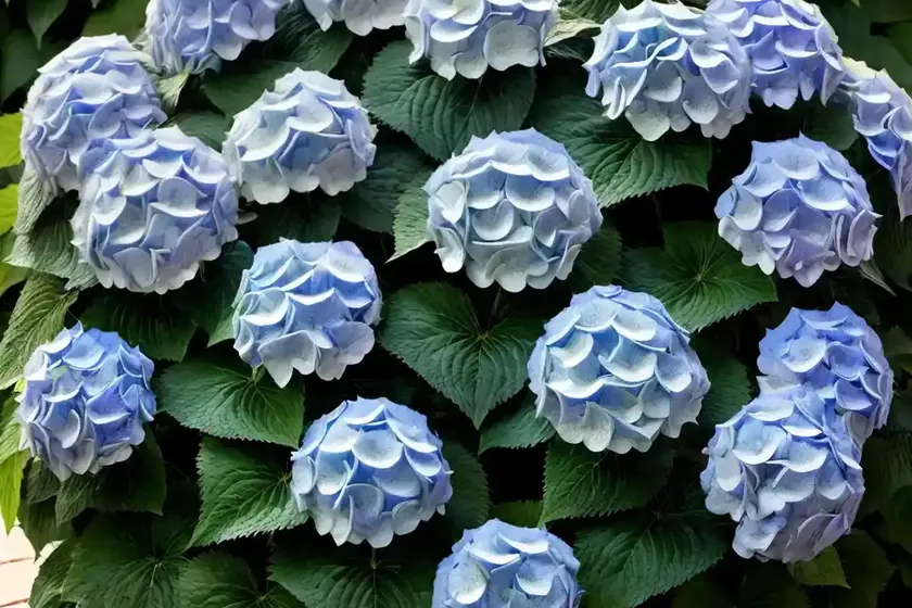 Bigleaf hydrangea (hydrangea macrophylla ‘smhmldd’ let’s dance diva) — photo 2