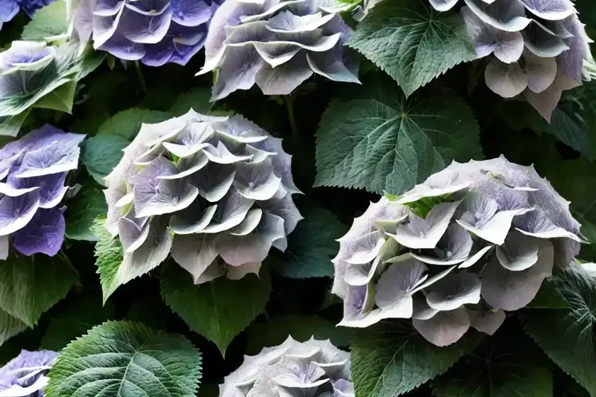 Bigleaf hydrangea (hydrangea macrophylla ‘smhmldd’ let’s dance diva) — photo 3