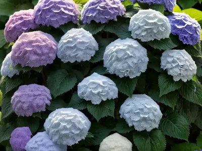 Bigleaf Hydrangea (Hydrangea Macrophylla ‘SMHMLDD’ LET’S DANCE DIVA)