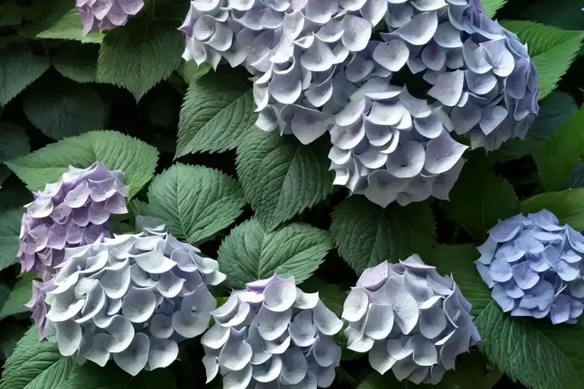 Bigleaf hydrangea (wee bit grumpy) — photo 2