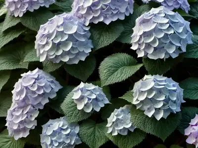 Bigleaf Hydrangea (Wee Bit Grumpy)