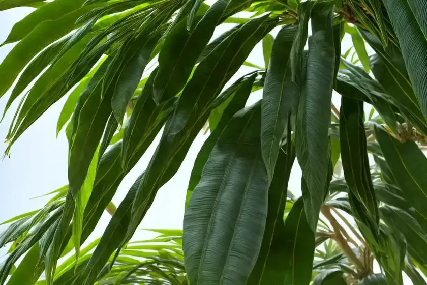 Bigleaf podocarp (podocarpus macrophyllus var. maki) — photo 2