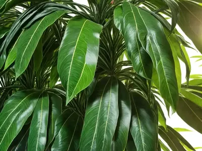 Bigleaf Podocarp (Podocarpus Macrophyllus Var. Maki)