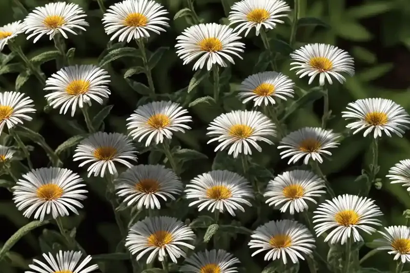 Bilbao fleabane (erigeron floribundus) — photo 2