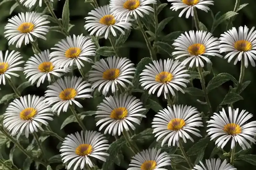 Bilbao fleabane (erigeron floribundus) — photo 3