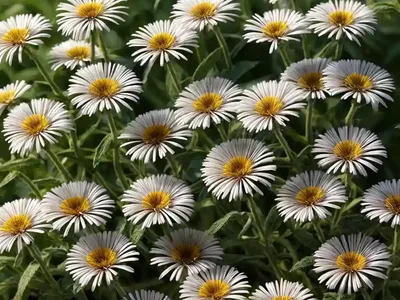 Bilbao Fleabane (Erigeron Floribundus)