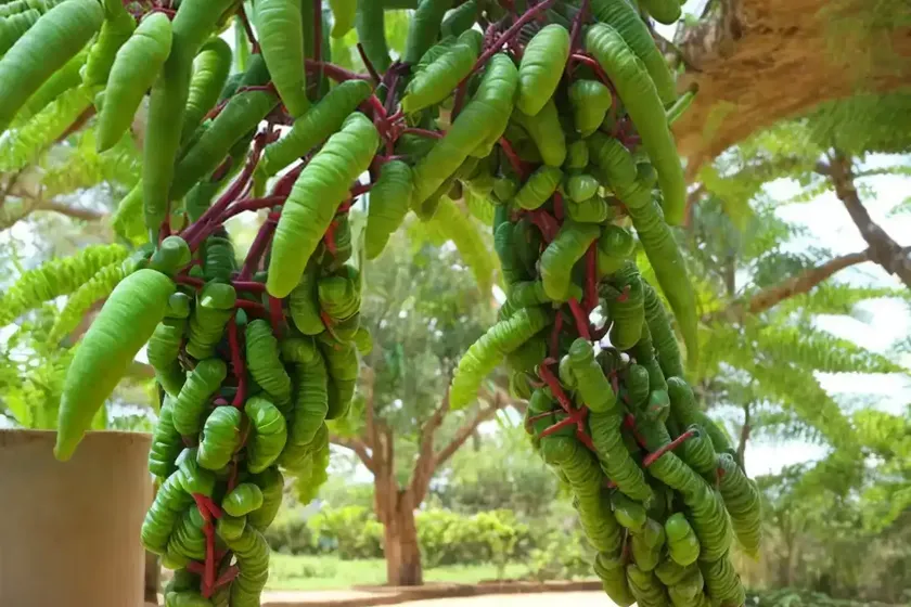 Bilimbi (Averrhoa Bilimbi) — photo 2