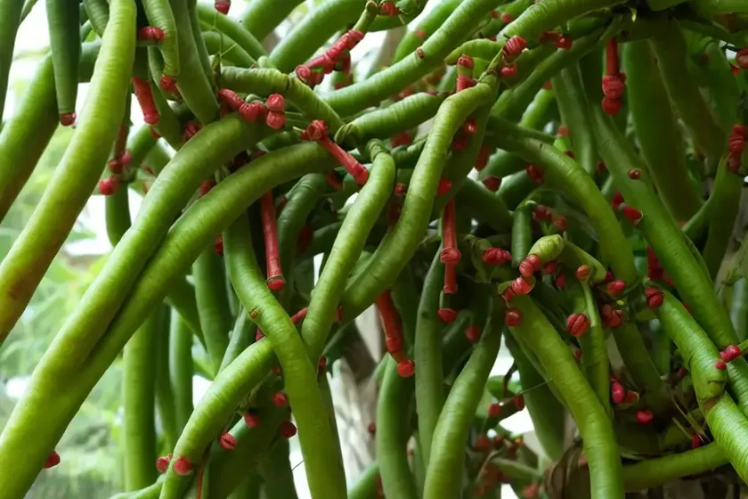 Bilimbi (Averrhoa Bilimbi) — photo 3