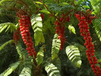 Bilimbi (Averrhoa Bilimbi)