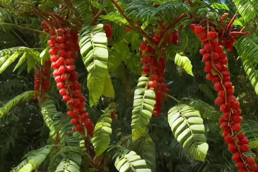 Bilimbi (Averrhoa Bilimbi)