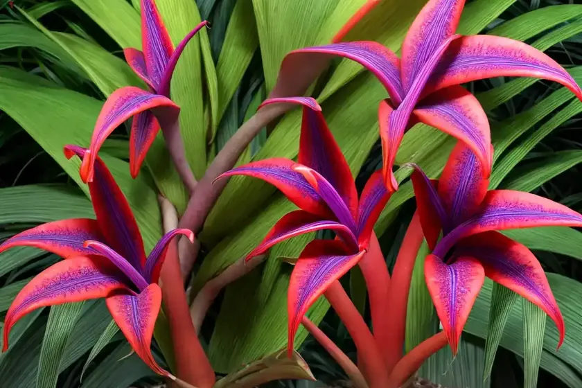 Billbergia nutans (billbergia nutans h.wendl.) — photo 3