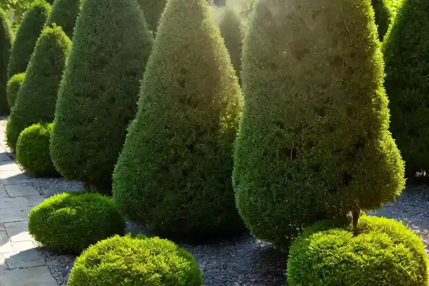 Biota (thuja orientalis) — photo 2