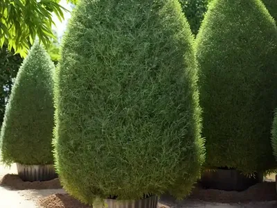 Biota (Thuja Orientalis)