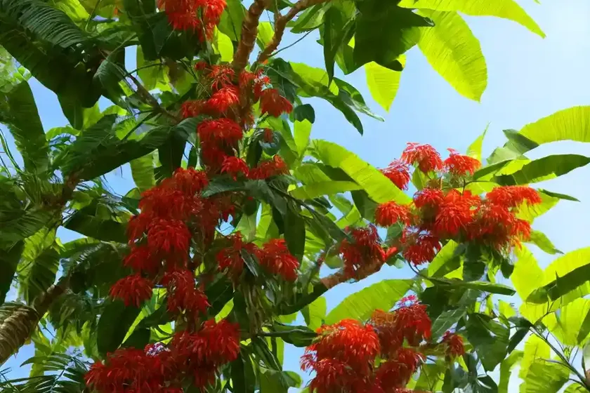Bird-catcher tree (pisonia grandis) — photo 2