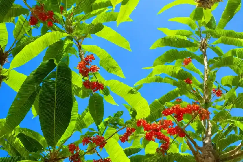 Bird-catcher tree (pisonia grandis) — photo 3