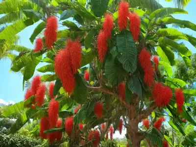 Bird-catcher Tree (Pisonia Grandis)