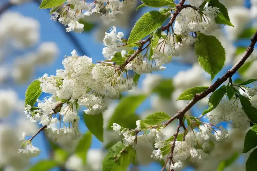 Bird Cherry (Prunus Avium) — photo 2