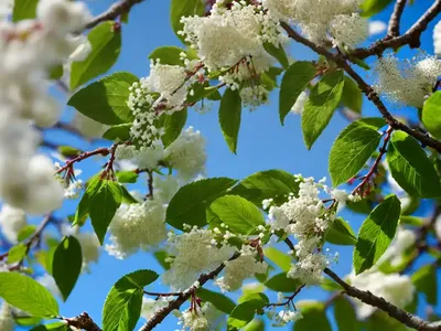 Bird Cherry (Prunus Avium)