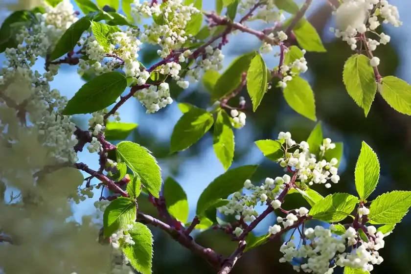 Bird cherry (prunus avium ‘lapins’ starkrimson sweet) — photo 2
