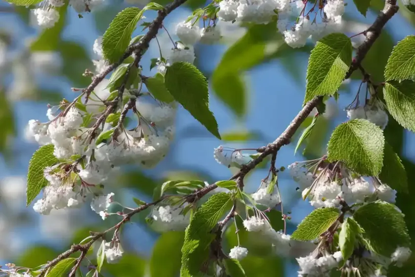 Bird cherry (prunus avium ‘lapins’ starkrimson sweet) — photo 3