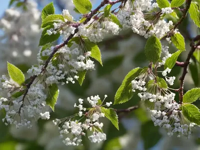 Bird Cherry (Prunus Avium ‘Lapins’ STARKRIMSON SWEET)