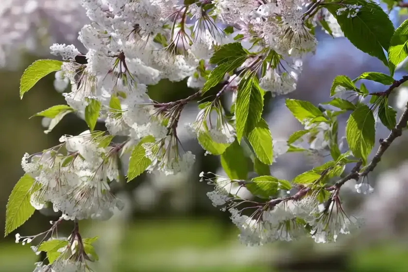 Bird cherry (prunus avium ‘stella’) — photo 2