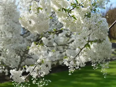 Bird Cherry (Prunus Avium ‘Stella’)