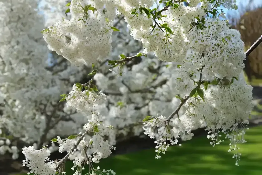 Bird cherry (prunus avium ‘stella’)