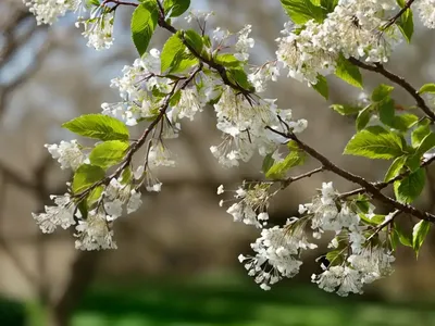 Bird Cherry (Prunus Avium ‘Thomas’ STARK GOLD)