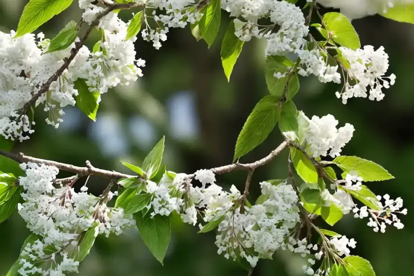 Bird cherry (prunus padus) — photo 3