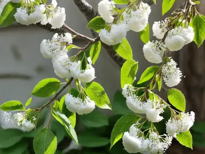 Bird Cherry (Prunus Padus)