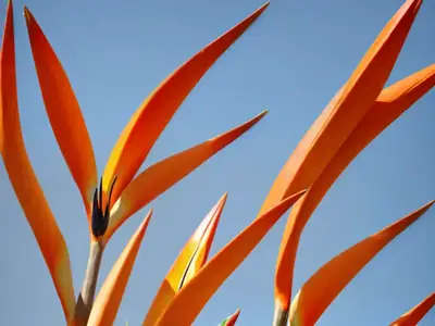 Bird of Paradise (Strelitzia reginae) Care Guide