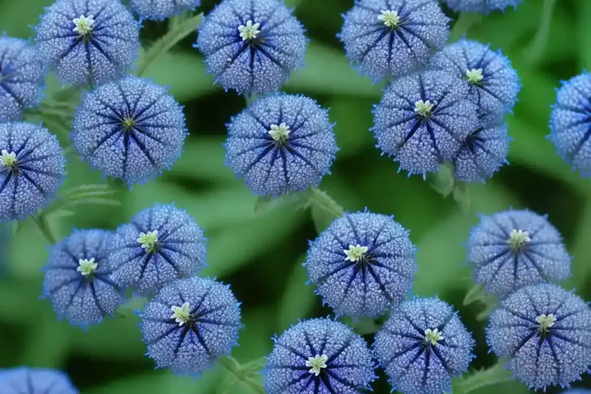 Birdeye speedwell,field-speedwell, persian speedwell, large field speedwell, bird’s-eye, or winter speedwell (veronica persica) — photo 2